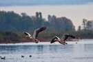 Wildgänse rauschen nicht nur in der Nacht