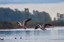 Wildgänse rauschen nicht nur in der Nacht