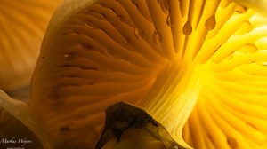 Buchenschleimrübling im Durchlicht