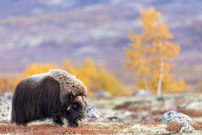 Moschusochse im herbstlichen Fjell