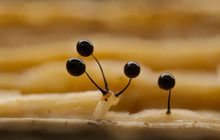 Faszinierende Winzigkeit