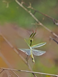 Diesen Gottesanbeter