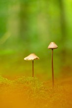 Zwei Männlein stehen im Walde .....