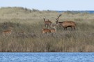 Familienidylle - Rothirsche auf dem Darß