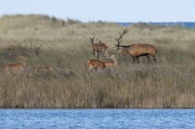 Familienidylle - Rothirsche auf dem Darß