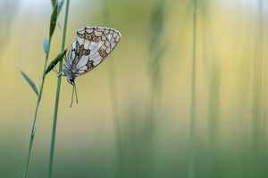 Weiches Abendlicht ...