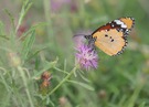 Kleiner Monarch (Danaus chrysippus)