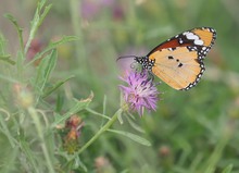Kleiner Monarch (Danaus chrysippus)