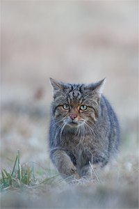 ~Auge in Auge mit dem Waldgeist ~