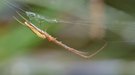Eine Streckerspinne...