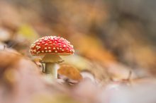 Fliegenbild Teenager