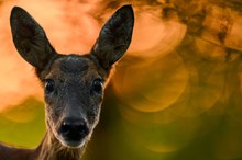 Schau mir in die Augen Kleines!