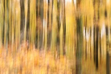 Herbst im Buchenwald