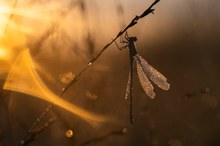 _____Binsenjungfer____________________