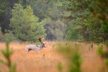 Ein Schaufler aus der ...