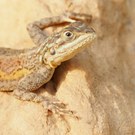 weibliche Siedleragame