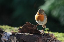 Fressbares versteckt?