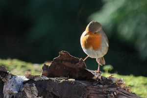 Fressbares versteckt?