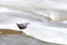 Wasseramsel + Bewegungsunschärfe