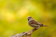 Haussperling Herbst 2025