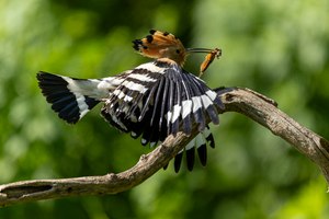 Fliegender Lieferdienst