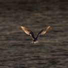 Flußseeschwalbe im Gegenlicht