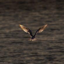 Flußseeschwalbe im Gegenlicht