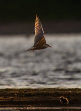 Flußsseschwalbe im Gegenlicht mit Jungtier
