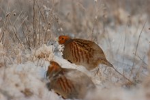 Rebhühner bei Schnee