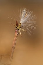 Keine richtige Pusteblume