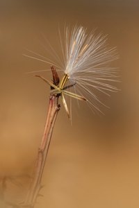 Keine richtige Pusteblume