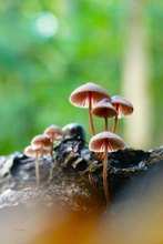 Der Große Blut-Helmling