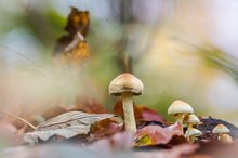 Der Wächter der Pilze