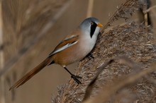 Bartmeise (männlich)