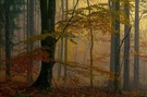 Herbstlaub im Nebel