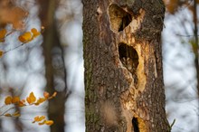 Attraktives Apartment im Herbstwald