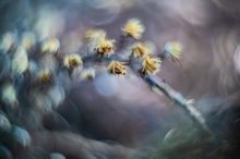 Nach der Blüte.........(ALTGLAS)