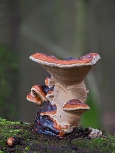 Glänzender Lackporling