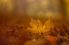 einfach ein Herbstblatt