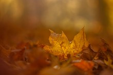 einfach ein Herbstblatt