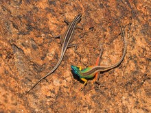 Broadleys-Plattechsen