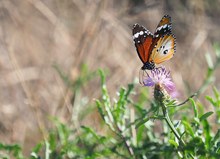 Seltene Unterart  'Danaus alcippus'   (Kleiner Monarch)
