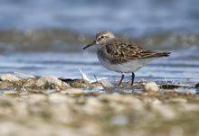 Weißbürzel- Strandläufer