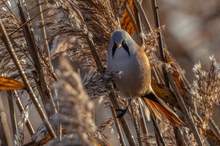 Männliche Bartmeise