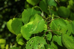 Die Zitterpappel, Baum des Jahres 2026