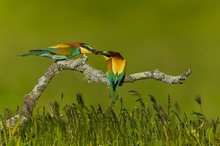 Bienenfresser - Brautgeschenk