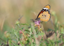 Kleiner Monarchfalter in seinem Umfeld