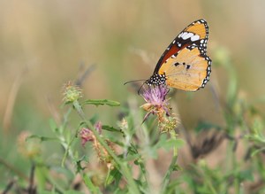 Kleiner Monarchfalter in seinem Umfeld