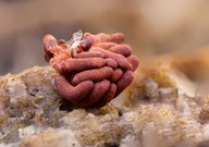 Nein - keine kreative Auslage