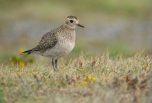 Goldregenpfeifer